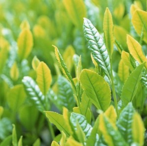 茶树