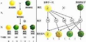 自由组合规律--生物遗传学三大基本定律之一