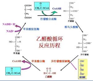 乙醛酸循环图例