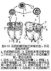 花药 搜狗百科