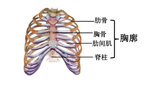 胸廓解剖结构图图片