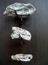 三瘤齿兽