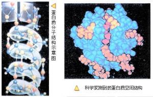 生物大分子