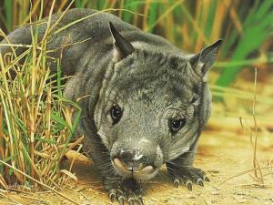 昆士兰毛鼻袋熊昆士兰毛鼻袋熊