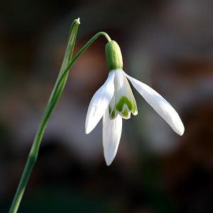 诞生花 搜狗百科