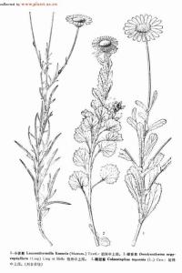 鞘冠菊属植物：鞘冠菊