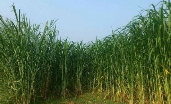 甜象草(3)甜象草主要是用于青喂和青贮利用,也可制