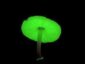 荧光蘑菇