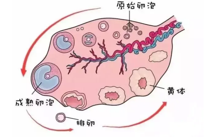 排卵