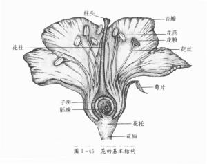 花的结构花是被子植物(被子植物门植物,又称有花植物或开花植物)的