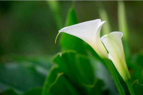 海芋花 植物 搜狗百科
