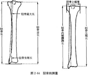 小腿长图册