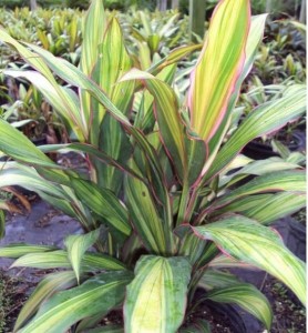 斜纹朱蕉（Baptistii）
