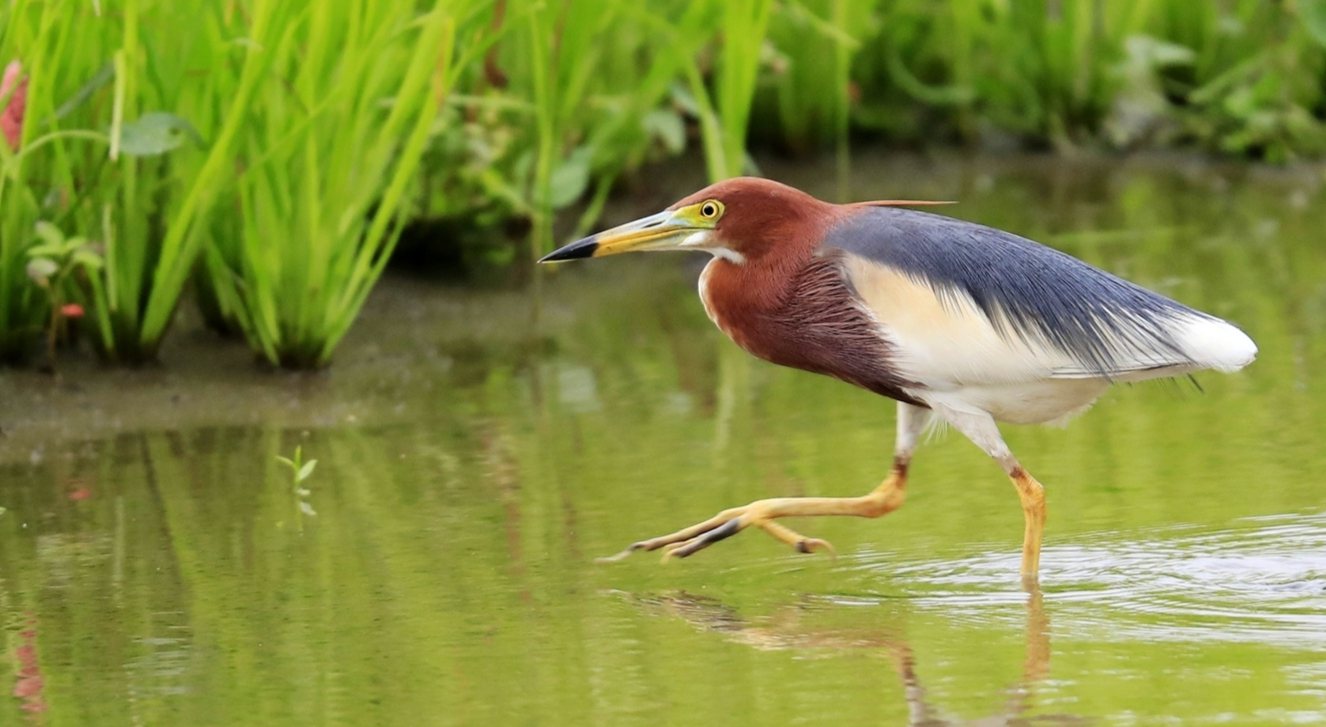 池鹭(3)分布于文莱达鲁萨兰国,柬埔寨,中国,印度,印度尼西亚,日本