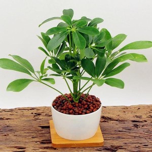 鹅掌柴