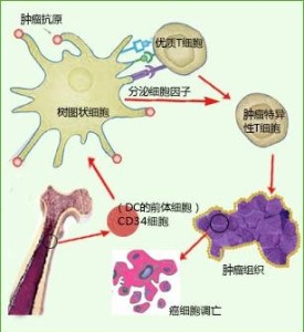什么叫免疫细胞治疗 300
