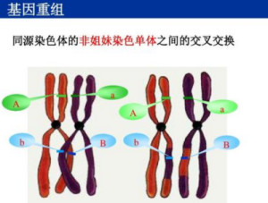 基因重组