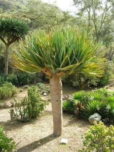 树是什么生物 300