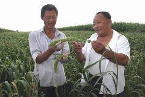 龙安桥镇村民