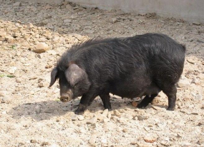 荷包猪 搜狗百科