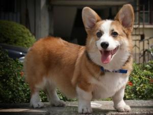 威尔斯柯基犬