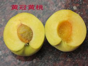 黄冠桃果肉