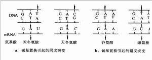 碱基