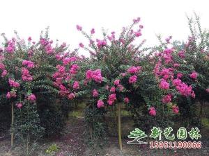紫薇旺季开花图片