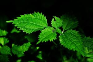 野生薄荷