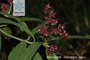 倒披针叶珊瑚花果
