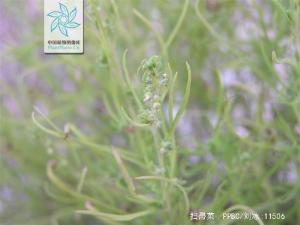 扫帚菜花果