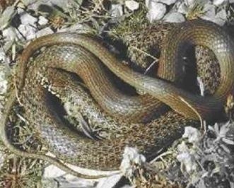 蛇是什么动物类 0