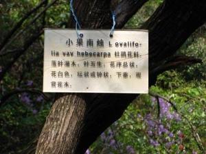 小果南烛图册