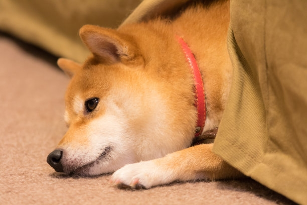 柴犬