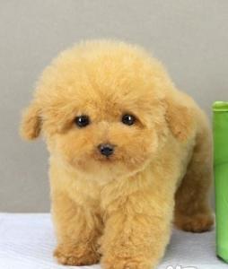 玩具贵宾犬