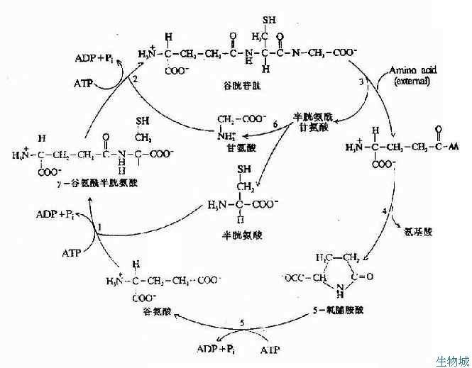 γ-谷氨酰轉移酶