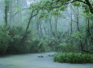 热带雨林