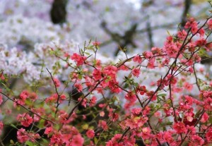 贴梗海棠