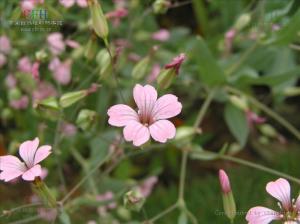 麦蓝菜