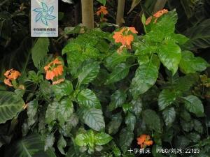 十字爵床花果