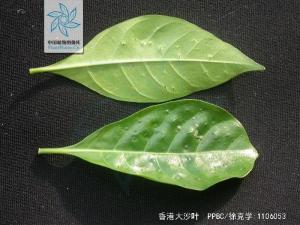 香港大沙叶图册