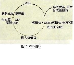 即以mrna為模板,將其中具有密碼意義的核苷酸順序翻譯成蛋白質中的