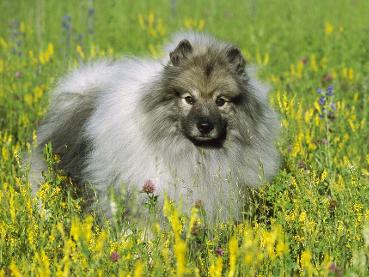 荷兰毛狮犬