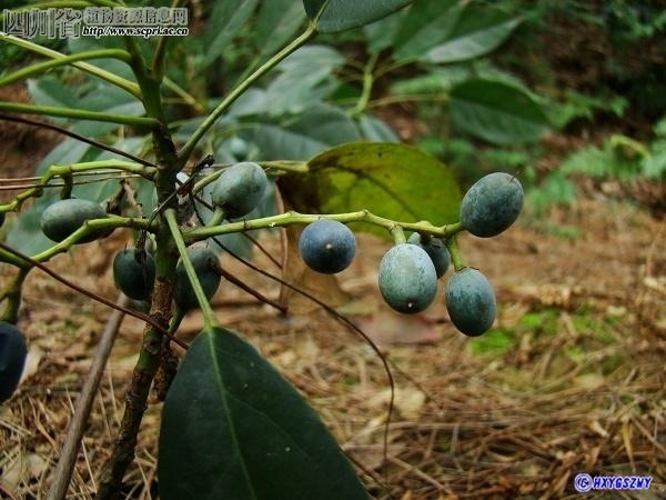 坚果是什么科的植物 0