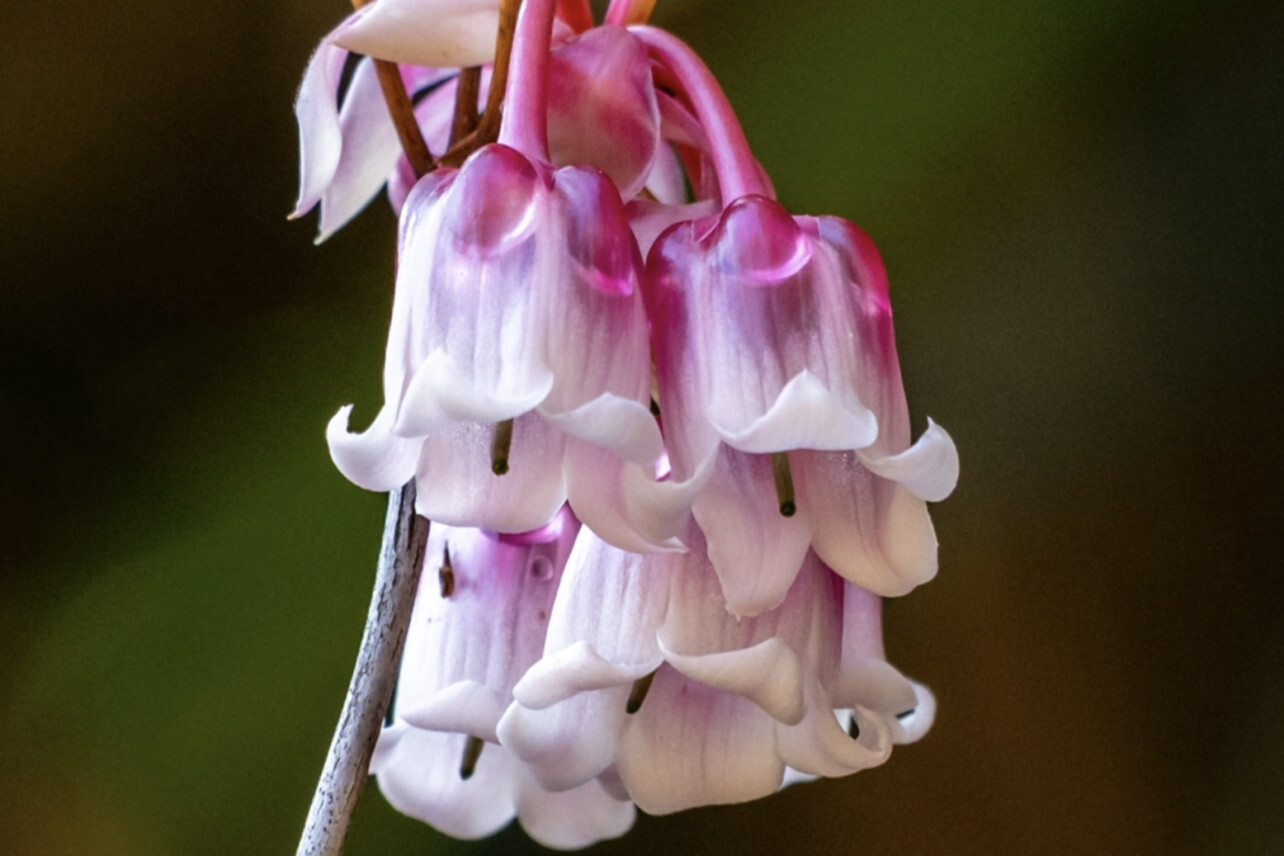 吊钟花(杜鹃花科植物)_搜狗百科