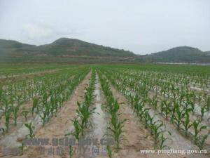 静宁曹务乡农田