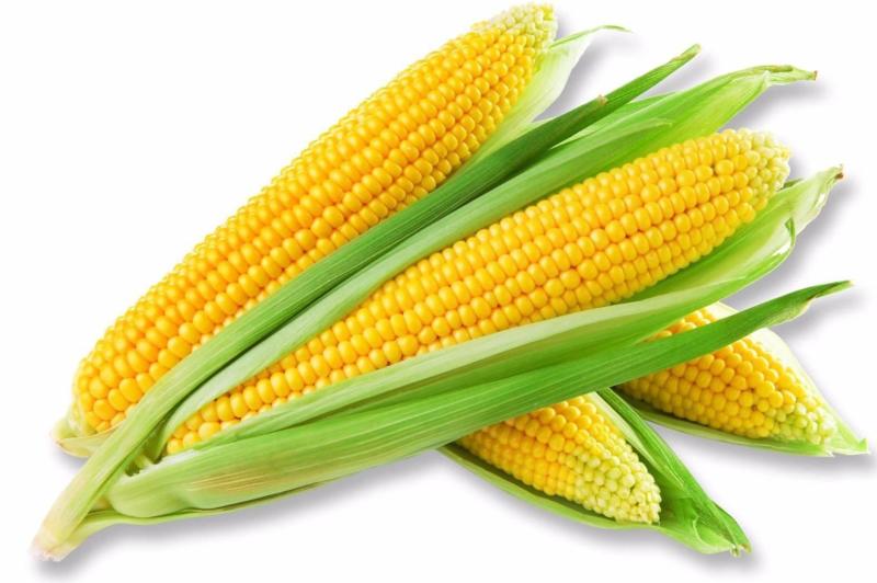 玉米 禾本目禾本科植物 搜狗百科