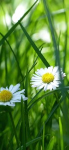 雏菊