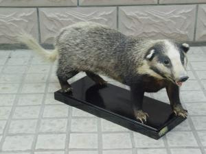 猪獾形态图
