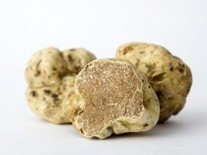 白松露菌